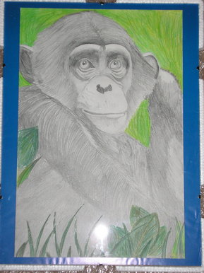 Chimp