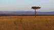 about the mara