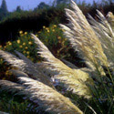 Cortaderia selloana, Pampas grass