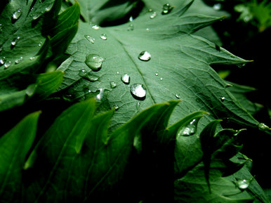 Dew