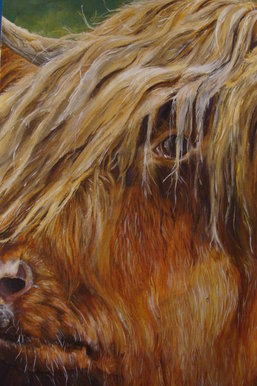 Highland Cow