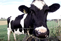 cow in a field