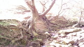 Trees over river... Trees over river...