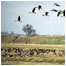Brent Geese RSPB