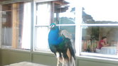  The lonely peacock...