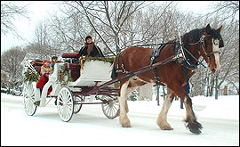 horse