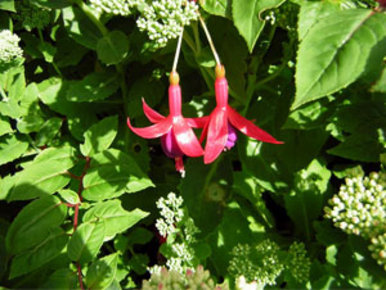 Harmony in Pink