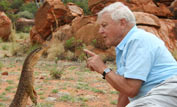 David Attenborough with an argus monitor