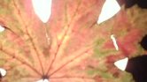 Leaf