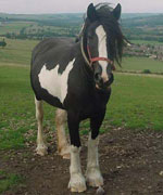 The trusty pony