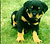 My Dog Mali
