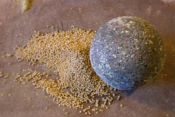 Mustard Grinding