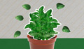 Harvest your basil