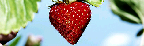 Strawberry plant