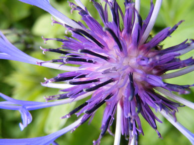 Purple bee flower