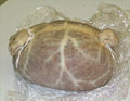 Haggis