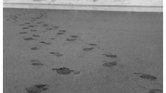 Step