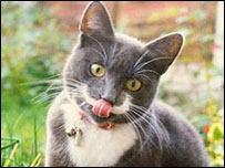 Fifi