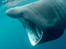 Basking Sharks
