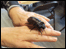 cockroach