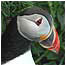 Islands activities (Image: Puffin)