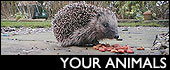your animals