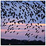 Wetlands (Image: Pink footed Geese c/o WWT)