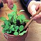 Pricking out