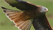 A red kite by Mike Warburton
