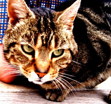 Thomas... Super Cat