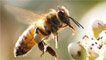 A honey bee by Steve Tynant