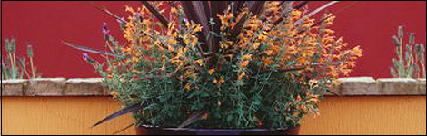 Cordyline