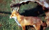 Fox in a field
