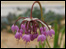 Allium Cernuum