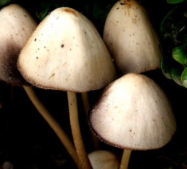 Shroom