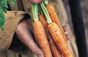Carrots