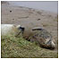Seals