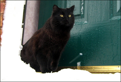 Kim the cat