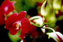 orchid