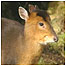 Woodland activities (Image: deer c/o Thetford Forest)