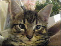 Laura's cat Hiro