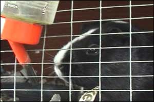 Guinea pig