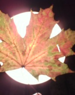 Leaf