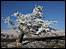 Icy tree (David Dummett)