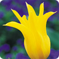 Spring tulip
