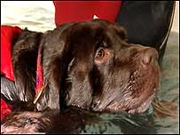 Dog swimming