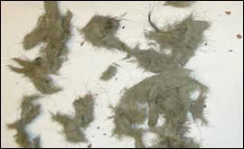 Cat Droppings