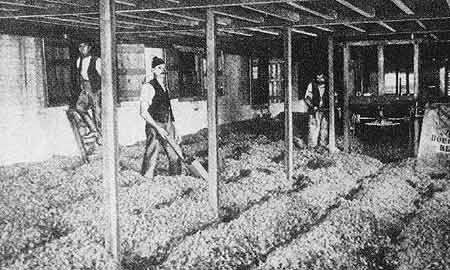 Drying hops