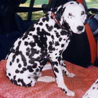 dotty