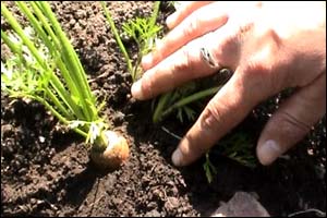 Allotment